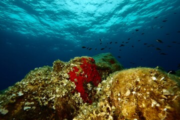 Fototapeta na wymiar underwater wide angle view of reef and blue water in the Mediterranean Sea of the cost of Corsica