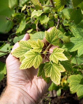 Sick yellow leaves in hand as sing of infectious chlorosis, nutrient deficiency.