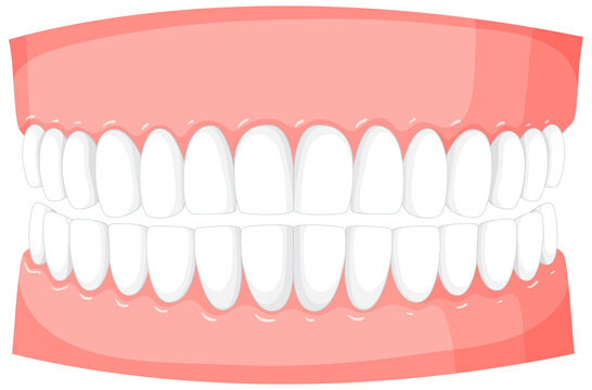 white teeth in pink gums, dental model clip art preview