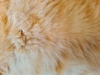 close-up texture of a beautiful brown fluffy cat