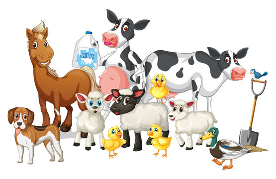Farm animals on white background