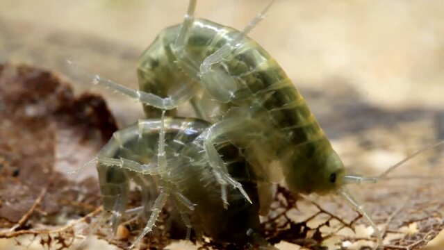 Freshwater shrimp (scuds) mating and feeding