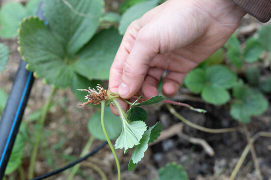 Roots and leaves of bush of strawberry plant in farmer hand in greenhouse