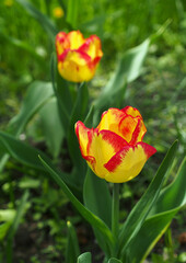 Original variety of tulips during spring flowering