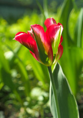 Original variety of tulips during spring flowering