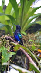 Velvet Purple Coronet (Boissonneaua jardini) hummingbird in Mindo, Ecuador