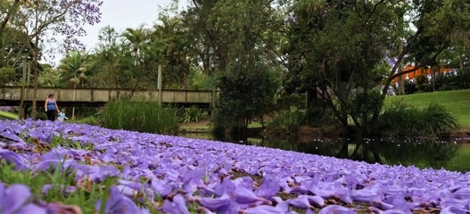 Purple Jacaranda petals on the ground by a stream