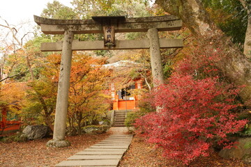 京都の山科の毘沙門堂の紅葉