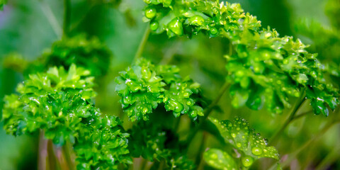 curly parsley close up. parsley with water drops on a leaf. useful plant. Horizontal image. Banner for insertion into site.