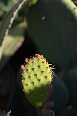 Overhead view of a circular green spiny cactus in a square black flowerpot isolated on white 
