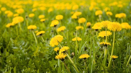 Obraz premium A field of yellow flowering dandelions with a group of large flowers in the foreground. Spring, first flowers.