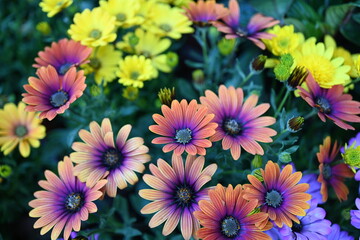 Osteospermum ecklonis. Super-cluster of rows of African daisies of all hues and colors . These amazing summer blooms make for spectacular viewing, amongst the worlds greatest daisies collections. 