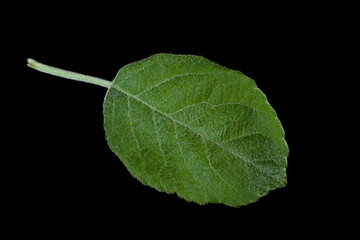 Apple tree leaf on black