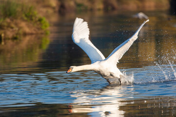 Mute swan taking off from a small pond in London