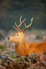Young red deer in the warm morning light in London