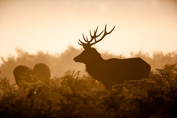 Silhouette of a Red deer stag in the winter mist of Bushy Park, London