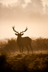 Silhouette of a Red deer stag in the winter mist of Bushy Park, London