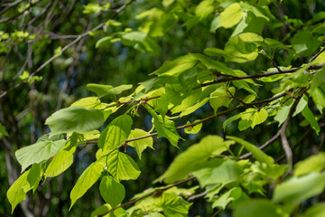 Fototapeta na wymiar Lush juicy linden foliage illuminated by the sun on a bright day.