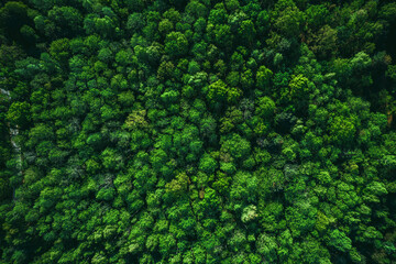 Lush Green Foliage in Forest at Spring or Summer