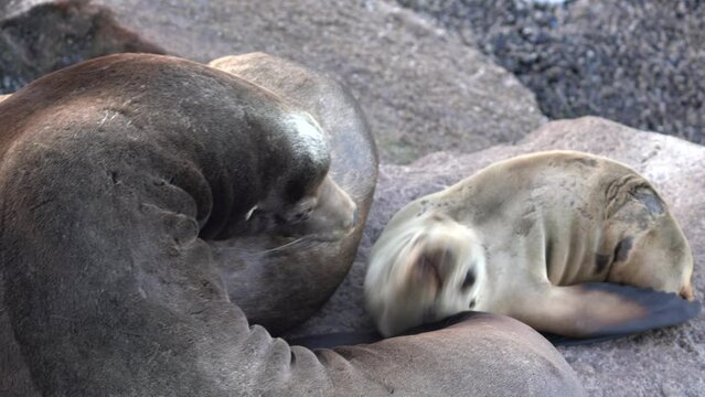 Baby seal pup in Monterey Bay, California.