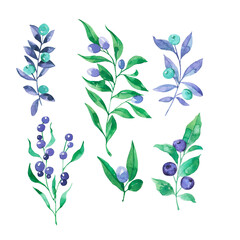 Set of decorative branches with pastel blue or violet berries. Hand drawn watercolor illustration. - 505346374
