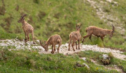 Alpine ibex playing and enjoying the afternoon in the Italian mountains