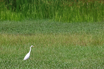 Fototapeta premium White heron on green tree