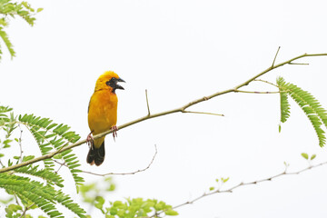 The Asian Golden Weaver on a branch