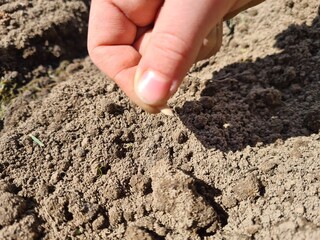 Farmer planting seeds in fertile soil closeup