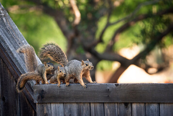 Mother Eastern fox squirrel (Sciurus niger) and her two little youngsters over the top of a wooden fence in the backyard. Copy space. - obrazy, fototapety, plakaty