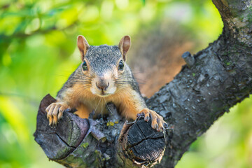 Naklejka na ściany i meble Cute little Eastern Fox squirrel (Sciurus niger) peeking out from a fruit tree trunk. Natural green background. Closeup.