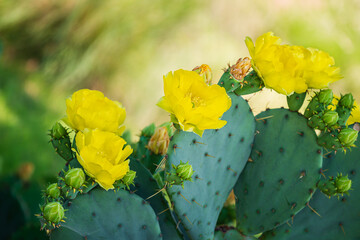 Beautiful yellow blossoms of Prickly Pear Cactus flower (Opuntia humifusa) in Texas spring. Cactus fruits and pads with spines. - 505348741