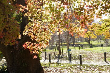 京都府立植物園の紅葉