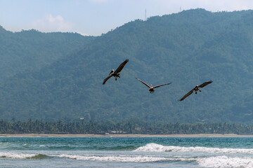 Fototapeta na wymiar Formation of pelicans in flight, on the beach with mountains in the background.