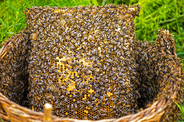 huge honey bee swarm stuck around a frame with honey in a basket on the grass