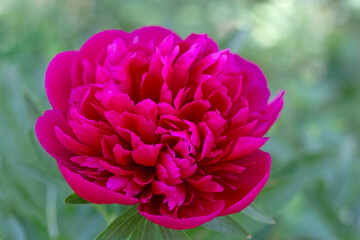 purple peony flower in garden at spring