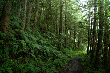 Hiking trails in deep mountain trees greens
