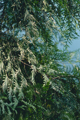 Green tree branches under sun reflection