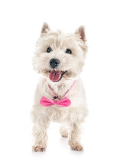 West Highland white terrier