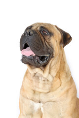 portrait of bullmastiff dog isolated on white background