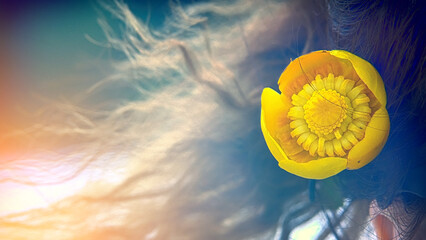 yellow water lily flower in women's hair fluttering in the wind in the rays of sunset, blurred image