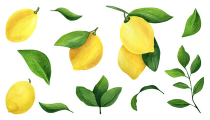 Set watercolor lemons with leaves. For fabric, invitations, gift card,  sticker, pattern and printing. On a white background.