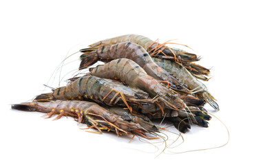 raw lobsters isolated