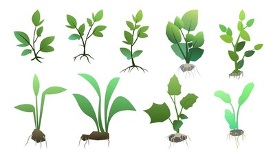 Set of Seedling garden plants with roots. Sowing agricultural material. Isolated on white background. Vector