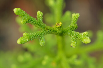 Lycopodium clavatum L. blurred macro minimalist green background 