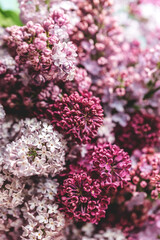 Beautiful lilac flowers background. Spring blossom. Purple and pink lilac flower on bush. Bouquet of purple flowers, shallow depth of field. Happy Mother's Day greetings card. Copy space.