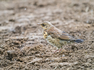 A fieldfare chick, Turdus pilaris, has left the nest and sitting on the spring lawn. A fieldfare...