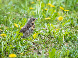 A fieldfare chick, Turdus pilaris, has left the nest and sitting on the spring lawn. A fieldfare...