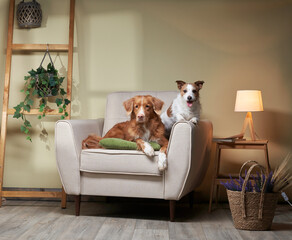 two dogs on a chair. Nova Scotia duck tolling retriever and Jack Russell Terrier at home. Pet indoor