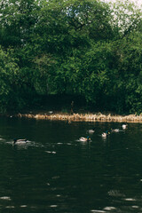 Landscape of a pond with ducks